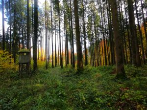 Herbst_Wald